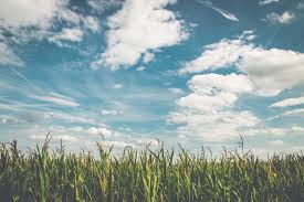 White clouds and birds composition in daylight. Free Photo Corn Fields Under White Clouds With Blue Sky During Daytime Clouds Cornfield Countryside Free Download Jooinn