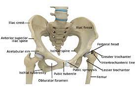 These changes contribute to the symptoms of hip osteoarthritis—which include pain and stiffness in the groin, buttocks, and knee. Hip Joint Treatment Orange County Hip Surgeon Fountain Valley Ca
