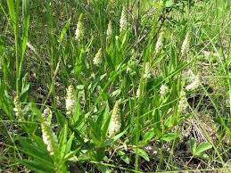 Image result for Polygala senensis