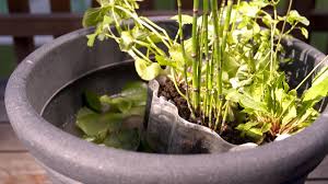 Pond plants add visual interest to a pond, encourage wildlife and can help keep water clear. Create A Mini Pond A Biotope For Your Balcony Bosch Diy