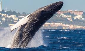 Whales breaching are one of nature's most breathtaking sights but scientists can't agree why they do it. The Humpback Whale Info To Know Go To Bermuda