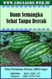 Check spelling or type a new query. Daun Semangka Sehat Tanpa Bercak Semangka Daun Benih