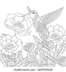 A coloring book exploration into the lives of hummingbirds of the united states and canada. Coloring Page Coloring Picture Beautiful Hummingbird Stock Vector Royalty Free 1659559624