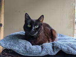 katzen tierheim paradiesli