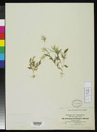 Image result for Arthraxon lancifolius