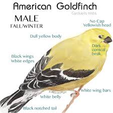 Pale Yellow Bird With Black And White Wings Id Markings For The American Goldfinch Fall And Winter Goldfinch Black Wings White Wings