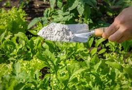 Approximately 1 teaspoon to 1 tablespoon of de should be given daily for a month—less for very small dogs and cats, more for very large dogs. How To Use Diatomaceous Earth In The Garden Stone Family Farmstead