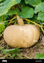Image result for Cucurbita moschata