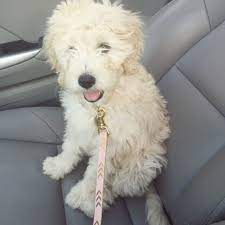 Elle 11 Week Old English Cream F2b Goldendoodle Elledoodle English Goldendoodle Goldendoodle Cute Animals
