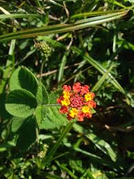 Image result for Lantana tiliifolia