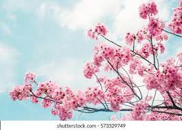 Pink Cherry Blossoms Hd Wallpaper Download