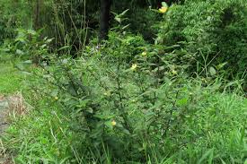 Image result for Sida acuta