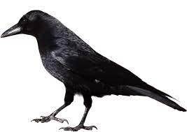 Crow Google Search Crow Crow Photos Crows Drawing
