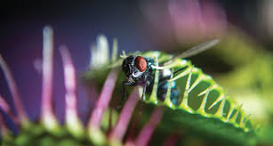 venus fly trap is really sassy. Meet The Speedsters Of The Plant World Science News