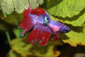 Maybe you would like to learn more about one of these? Jenis Penyakit Ikan Laga 2021 Gambar Rawatan Untuk Ikan Laga Info Ikan Laga Ikan Hiasan Terkini
