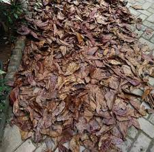 Daun ketapang adalah daun yang sangat berguna sekali untuk penyembuhan atau pengobatan cara mengelolah daun ketapang sesuai prosedur. Manfaat Daun Ketapang Yang Telah Kering Sekejung Com