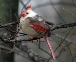 Birds Of Central Illinois Pin Ot Polzovatelya Love My Followers Na Doske Things I Like