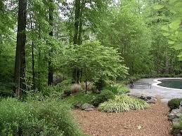 Beautiful Woodland Garden In Georgia Woodland Garden Shade Garden Backyard Garden