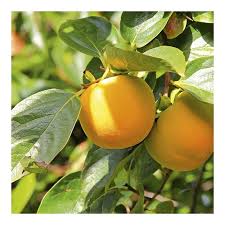 Image result for Diospyros