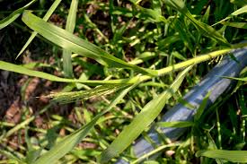 Image result for Panicum carneovaginatum