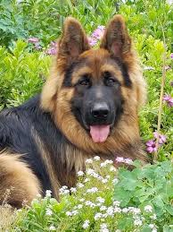 My German Shepherds Love To Be In Our Garden With Me They Lay Down And Watch Me German Shepherds Are Ex Dog Training Best Dog Training German Shepherd Dogs