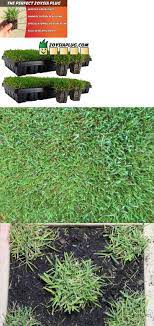 Zoysia Grass Plugs Two Trays 100 Plugs Free Shipping Order Zoysia Lawn Now Ebay Zoysia Grass Plugs Grass Plugs Zoysia Grass