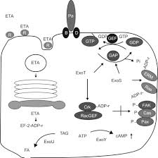 Image result for Pseudeminia