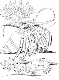 Already colored free printable crab coloring pages… colouring printable realistic. Free Printable Hermit Crab Coloring Pages For Kids
