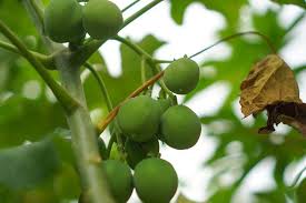 Image result for Jatropha curcas