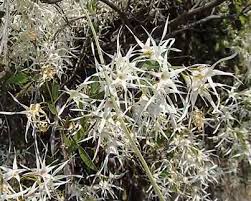 Image result for Tridentea marientalensis