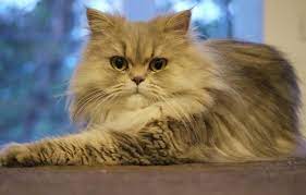 Jangan pernah memberikan kucing persia makanan anjing, karena tidak cocok dimakan. Cara Merawat Anak Kucing Persia Cat Breeds Persian Cat Persian Cat Breeders