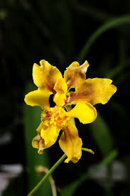 Oncidium Barbatum Oncidium Orchids Flowers