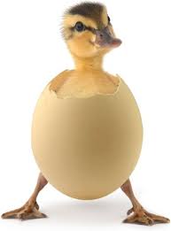 Näytä lisää sivusta funny animals facebookissa. Funny Animal Images Free Stock Photos Download 5 228 Free Stock Photos For Commercial Use Format Hd High Resolution Jpg Images