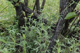 Image result for Stylosanthes fruticosa