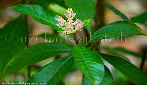 Image result for Chassalia parvifolia