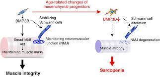 Indicate, using the letters provided, where each muscle group is on the diagram. Jci Mesenchymal Bmp3b Expression Maintains Skeletal Muscle Integrity And Decreases In Age Related Sarcopenia
