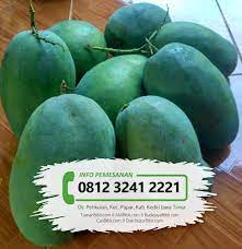 Bagi pecinta buah mangga pastinya anda sudah pernah menikmati mangga arumanis?. Jual Bibit Buah Mangga Harum Manis Tamanbibit Com