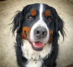 30 Best Dog Names For Beautiful Bernese Mountain Dogs Pictures Dogtime Dog Names Cute Names For Dogs Bernese Mountain Dog