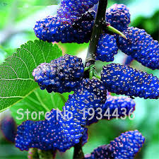 Blackberry, like the closely related raspberry, is a bramble fruit. Blackberry Bonsai Tree Bonsai Tree