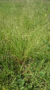 Image result for Eriochloa procera