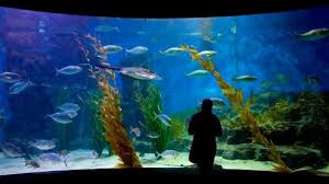 Sea Life Melbourne Aquarium Admission Melbourne Sea Life Melbourne Aquarium Aquarium Shark Diving
