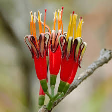 Image result for Dictyophleba