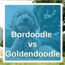 I will remove the pups' pics from this post as they are chosen and this post will be pinned to. Comparing Bordoodle And Goldendoodle Lover Doodles