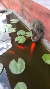 Watch More Videos Cute Funny Animals Cute Animals Funny Animal Videos