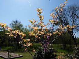 Eastern redbud tree (cercis canadensis) photo by joey williamson, ©2012 hgic, clemson extension. Rising Sun Redbud Tree
