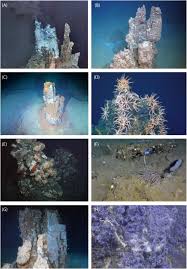 The loki's castle field hosts a unique arctic vent fauna (pedersen et al. Frontiers Inactive Sulfide Ecosystems In The Deep Sea A Review Marine Science