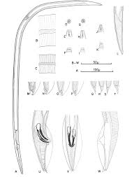 Image result for Hyparrhenia newtonii
