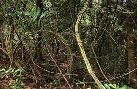 Image result for Acacia pentagona