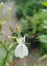 Image result for Rhinacanthus zambesiacus