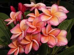 The Plumeria Beautiful Thailand Compact Sturdy Grower That Tips Easily And Produces Full Tight Bloom Heads More Hea Plumeria Plumeria For Sale Frangipani